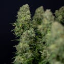 Ghost Train Haze Automatic (Zamnesia Seeds) femminizzata