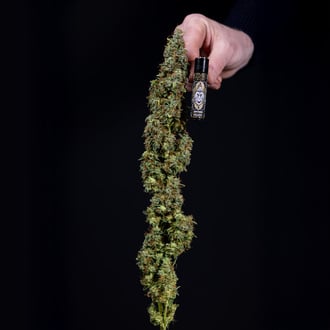 Ghost Train Haze Auto (Zamnesia Seeds) femminizzata