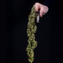 Ghost Train Haze Automatic (Zamnesia Seeds) femminizzata