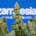 Ghost Train Haze Automatic (Zamnesia Seeds) femminizzata