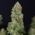 Ghost Train Haze Automatic (Zamnesia Seeds) femminizzata