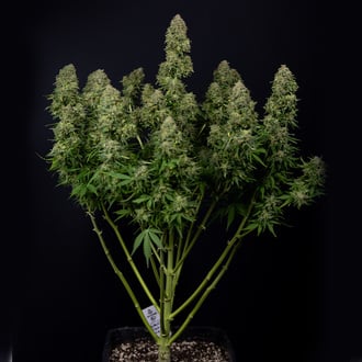 Ghost Train Haze Auto (Zamnesia Seeds) femminizzata