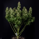 Ghost Train Haze Automatic (Zamnesia Seeds) femminizzata