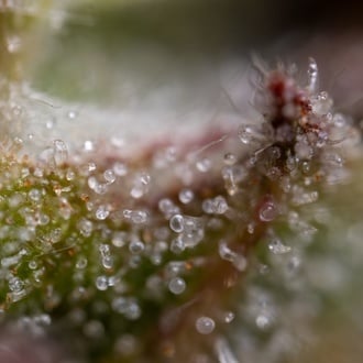 Ghost Train Haze Auto (Zamnesia Seeds) femminizzata