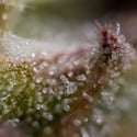 Ghost Train Haze Automatic (Zamnesia Seeds) femminizzata