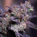 Blackberry Moonstones Auto (Blimburn Seeds) femminizzata