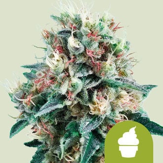 Royal Creamatic (Royal Queen Seeds) femminizzata