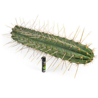 Torcia peruviana XL (Echinopsis peruviana)