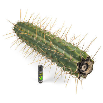 Torcia peruviana XL (Echinopsis peruviana)