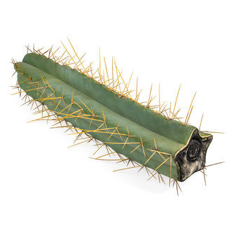 Torcia boliviana XL (Echinopsis bridgesii)