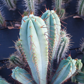 Torcia boliviana XL (Echinopsis bridgesii)