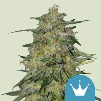 Royal Highness (Royal Queen Seeds) Femminizzata