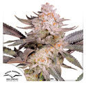Orange Bud 2.0 (Dutch Passion) femminizzata