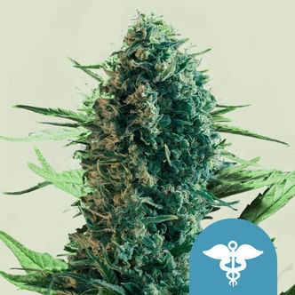 Royal Medic (Royal Queen Seeds) femminizzata