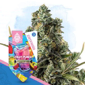 Club Tropicana Pack - Varietà femminizzate