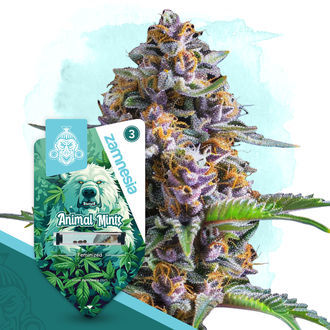 Wild Things Pack - Varietà femminizzate