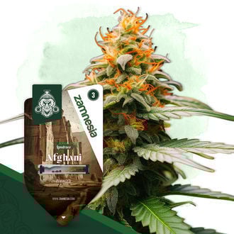 Landrace Pack - Varietà femminizzate