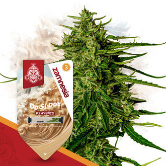 The F1 Power Pack - Semi ibridi F1