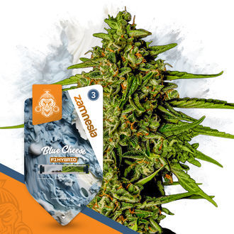 Super THC Pack - Semi ibridi F1