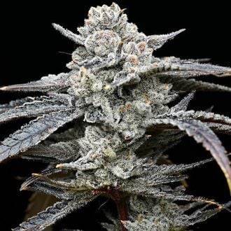 Lemon Cherry Gelato (Barney's Farm x Backpackboyz) femminizzata