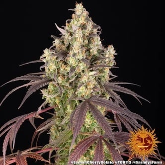 Lemon Cherry Gelato (Barney's Farm) femminizzata