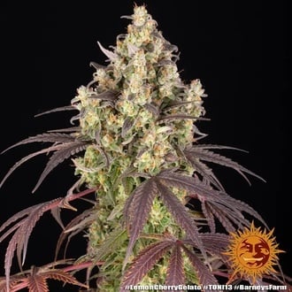 Lemon Cherry Gelato (Barney's Farm x Backpackboyz) femminizzata