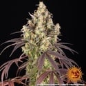 Lemon Cherry Gelato (Barney's Farm x Backpackboyz) femminizzata