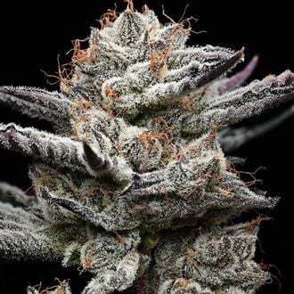 Black Cherry Gushers (Barney's Farm x Backpackboyz) femminizzata