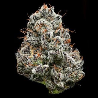 Black Cherry Gushers (Barney's Farm x Backpackboyz) femminizzata