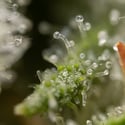 Super Boof (Zamnesia Seeds) femminizzata