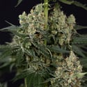 Super Boof (Zamnesia Seeds) femminizzata