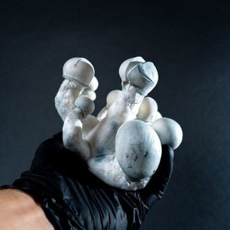 MycoBag “Tidal Wave Ape”