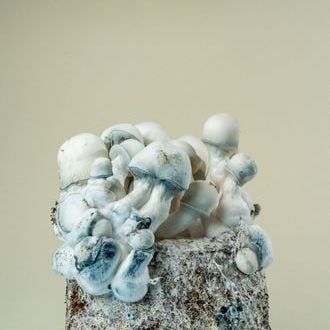 MycoBag “Tidal Wave Ape”