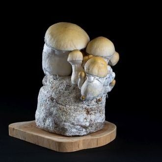 MycoBag “Whitebilly”