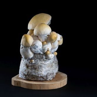 MycoBag “Whitebilly”