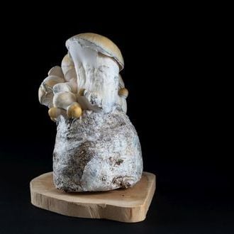 MycoBag “Whitebilly”