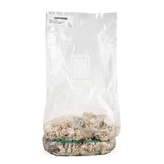 Kit Ready-2-Grow 'Enigma' di Zamnesia