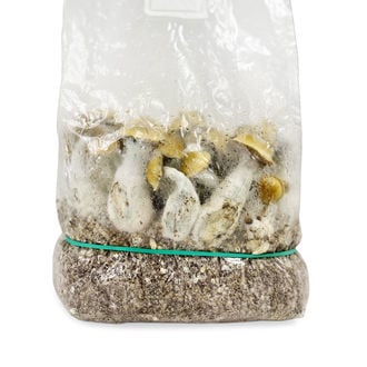 Kit Ready-2-Grow 'Makilla Gorilla' di Zamnesia