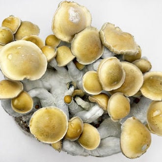 Kit Ready-2-Grow 'Makilla Gorilla' di Zamnesia