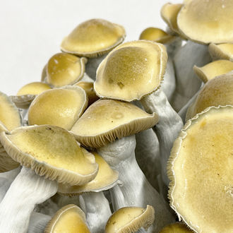 Kit Ready-2-Grow 'Makilla Gorilla' di Zamnesia