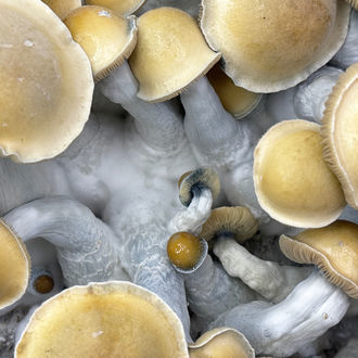 Kit Ready-2-Grow 'Makilla Gorilla' di Zamnesia