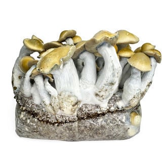 Kit Ready-2-Grow 'Makilla Gorilla' di Zamnesia