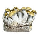Kit Ready-2-Grow 'Makilla Gorilla' di Zamnesia