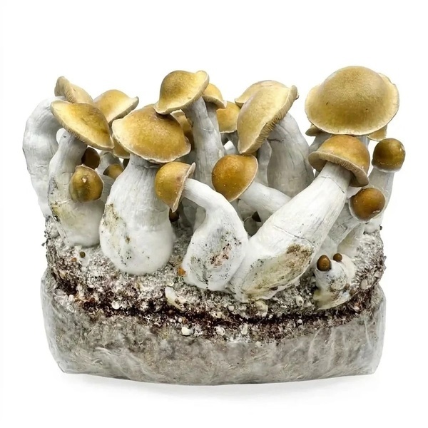 Kit Ready-2-Grow 'Makilla Gorilla' di Zamnesia