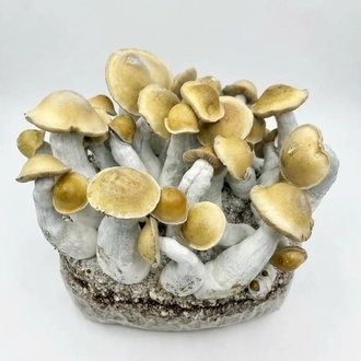 Kit Ready-2-Grow 'Makilla Gorilla' di Zamnesia