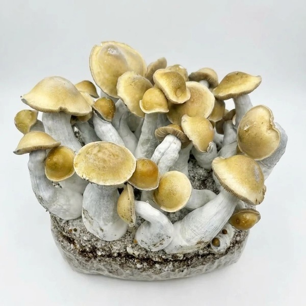 Kit Ready-2-Grow 'Makilla Gorilla' di Zamnesia