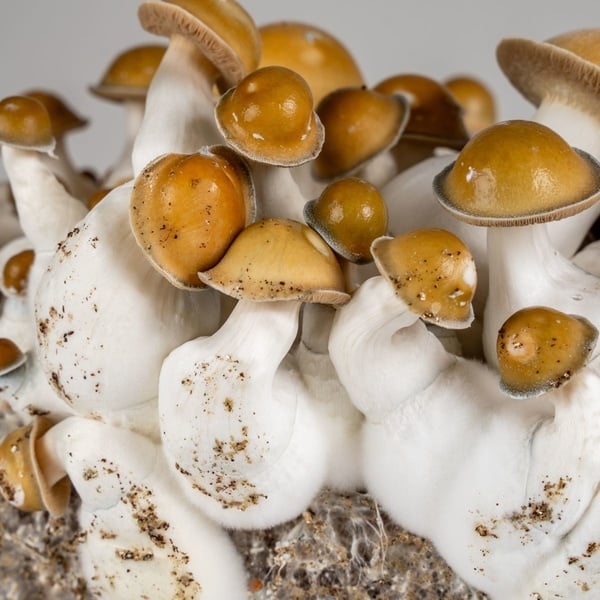 Kit Ready-2-Grow 'Makilla Gorilla' di Zamnesia