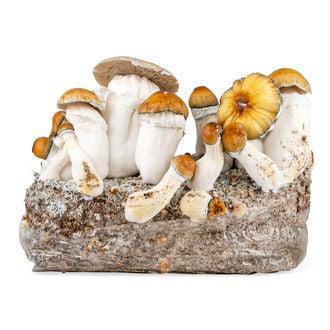 Kit Ready-2-Grow 'Hillbilly Pumpkin' di Zamnesia