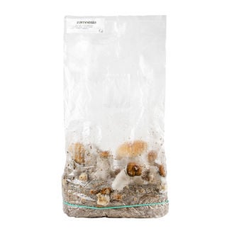 Kit Ready-2-Grow 'Hillbilly Pumpkin' di Zamnesia