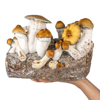 Kit Ready-2-Grow 'Hillbilly Pumpkin' di Zamnesia